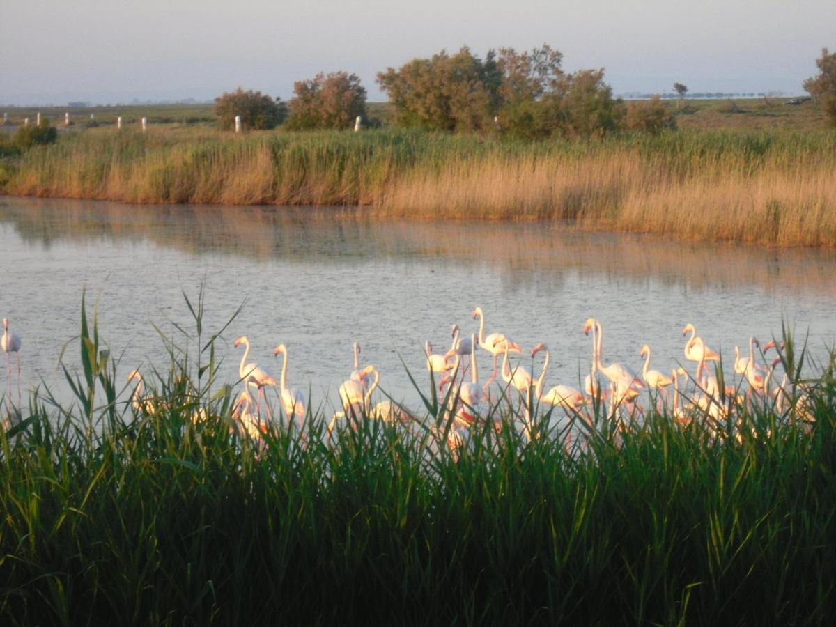Chambre Les Flamants, Avec Vue Imprenable Sur Les Etangs, Les Oiseaux, La Nature, Petit Dejeuner Compris Saintes-Maries-de-la-Mer Exterior foto