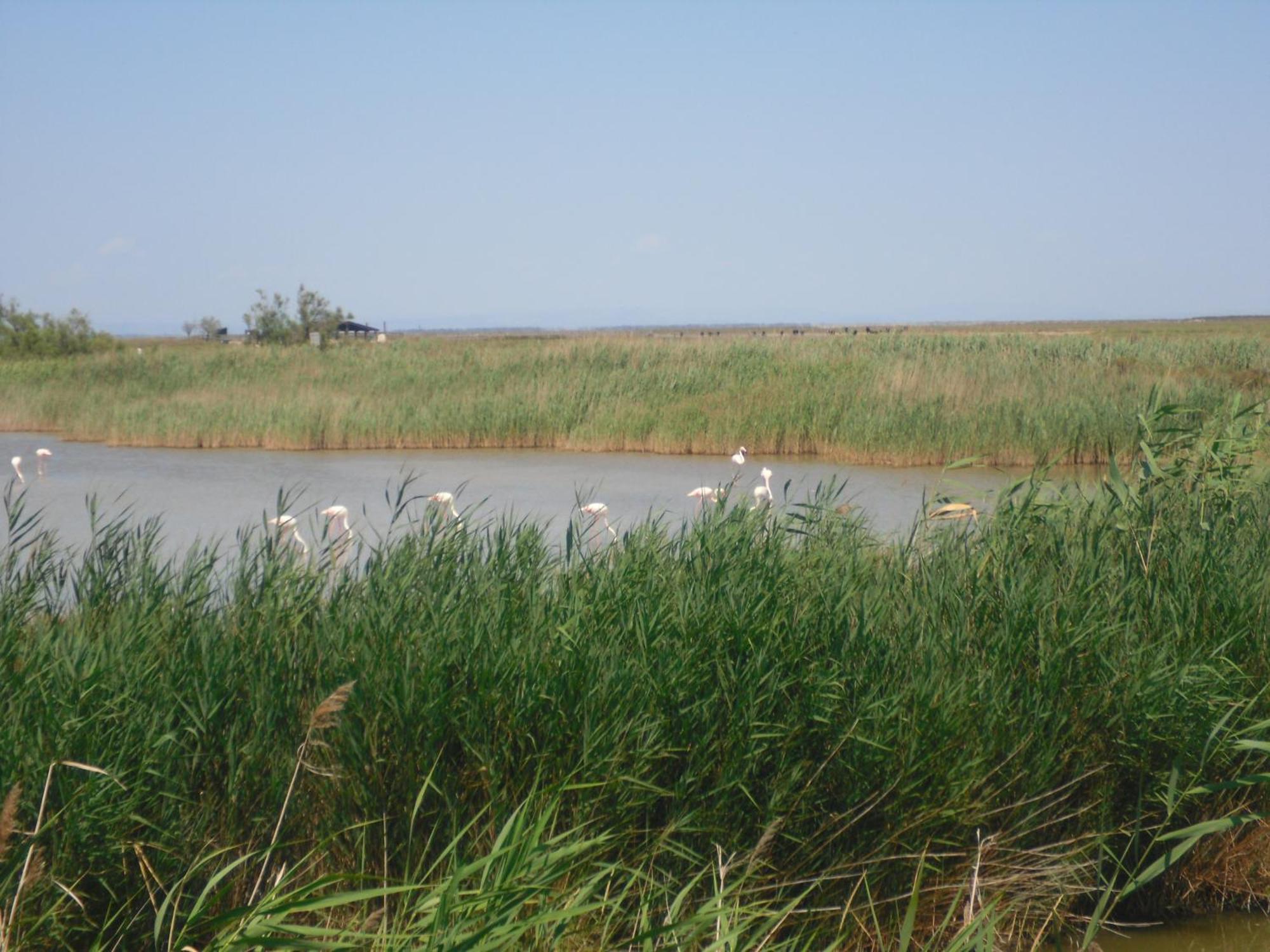 Chambre Les Flamants, Avec Vue Imprenable Sur Les Etangs, Les Oiseaux, La Nature, Petit Dejeuner Compris Saintes-Maries-de-la-Mer Exterior foto